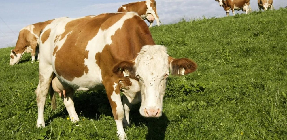 Der Mann wurde von einer Kuh attackiert und schwer verletzt.