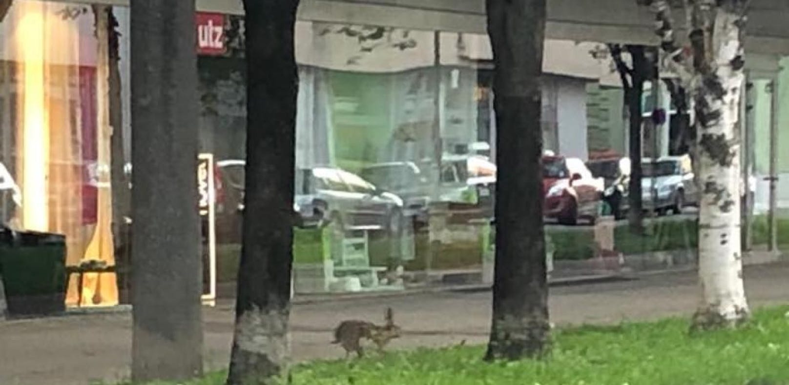 Dieser Hase wurde auf der Goethestraße in Linz gesichtet. 