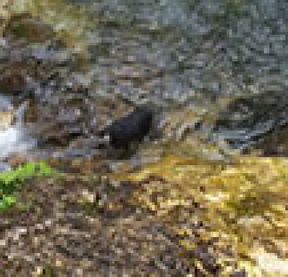 Schwarzer Fleck: Der Hund in der Schlucht