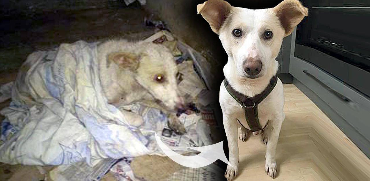 Heute.at - Straßenhund gerettet: Whitey sucht ein Platzerl