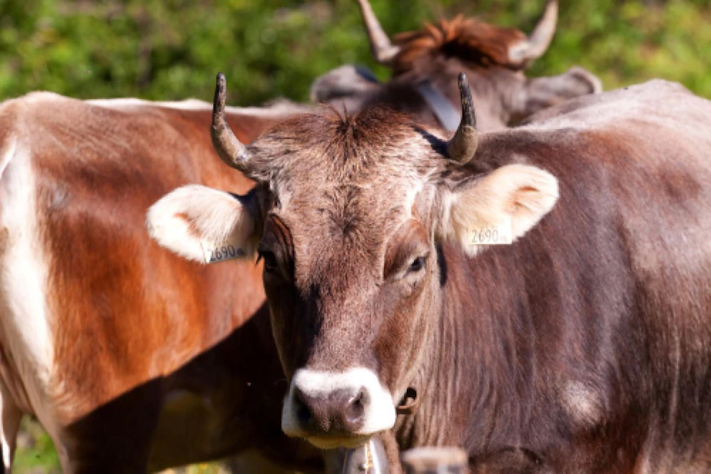 Der Stier verletzte die Frau schwer