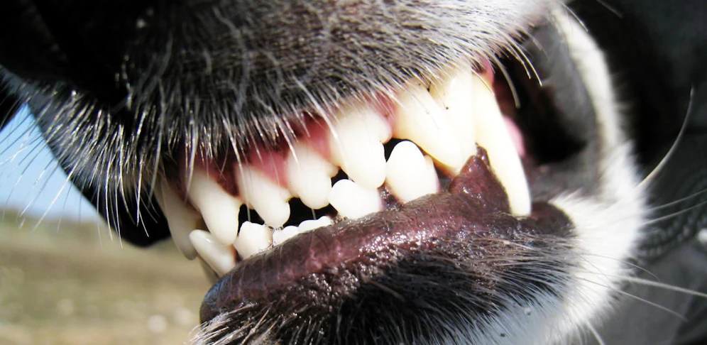 Der Hund biss der Polizistin in den Unterarm.