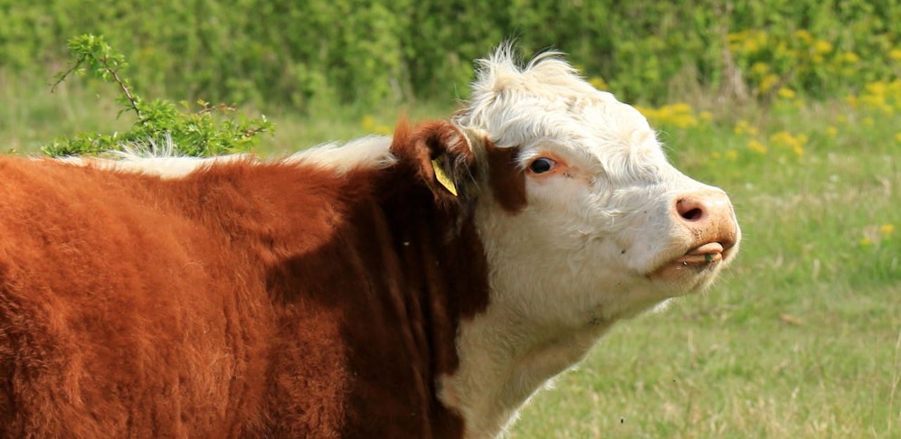 Kuh rammte 66-Jährigen, dieser musste im Spital versorgt werden.