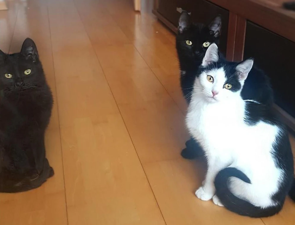 Die beiden schwarzen Buben und das schwarzweiße Mädel brauchen neue Besitzer!