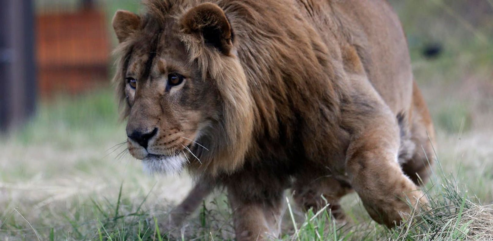 Entlaufener Löwe tötet Mann in Nairobi