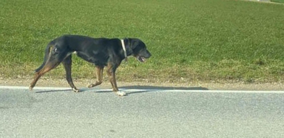 Der Hund ist mittlerweile in St. Pölten beim Tierheim.