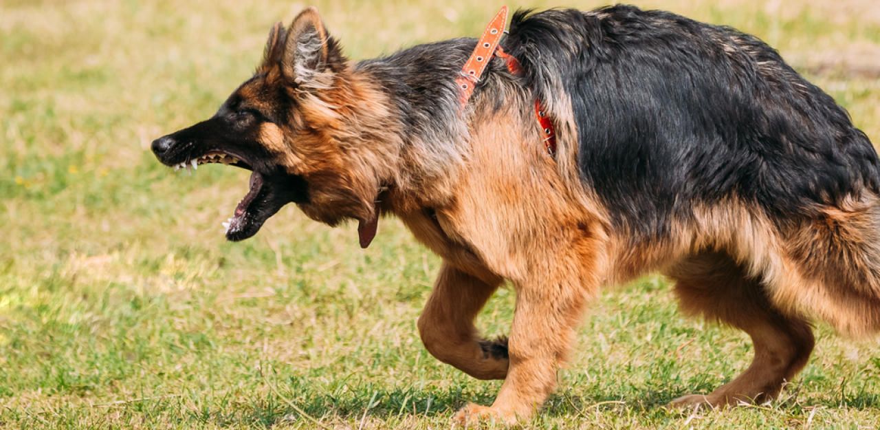 Zwei Schäferhunde (Symbolfoto) griffen die Frau an.