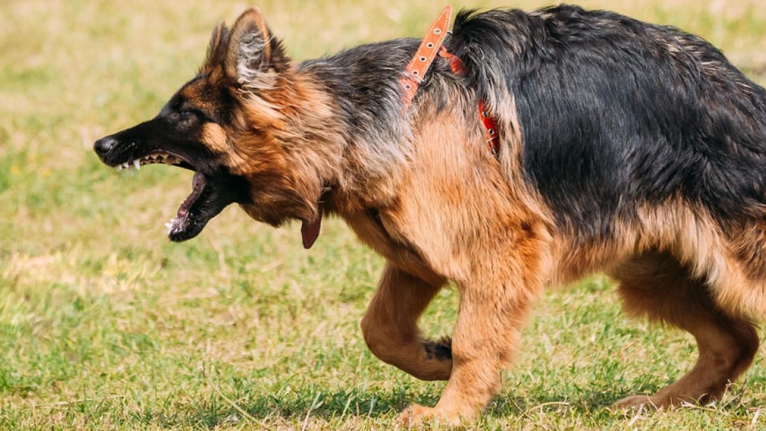 Heute.at - Freilaufende Schäferhunde beißen Frau ins Gesicht