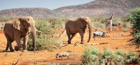 Es herrscht Dürre; das Wasser wird knapp. Namibia trennt sich von rund 1000 Wildtieren.