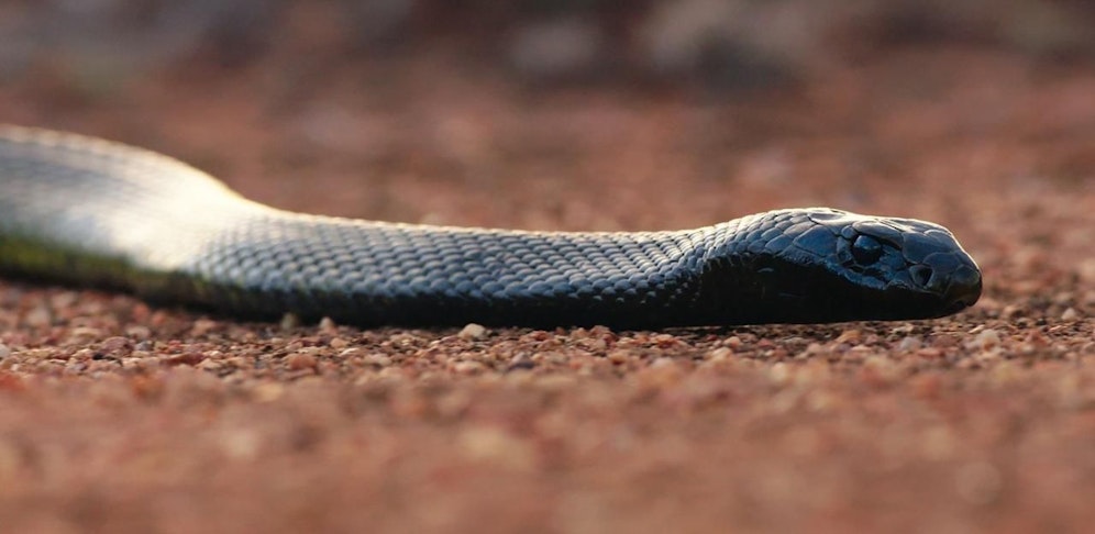 Modern Dinosaurs - Extreme Survivors