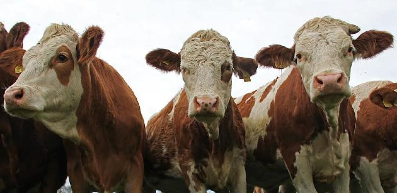 Kühe trampelten Frau tot: Witwer verklagt Landwirt
