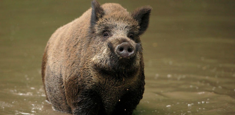 Das Schwein hatte im Pool eine Menge Spaß