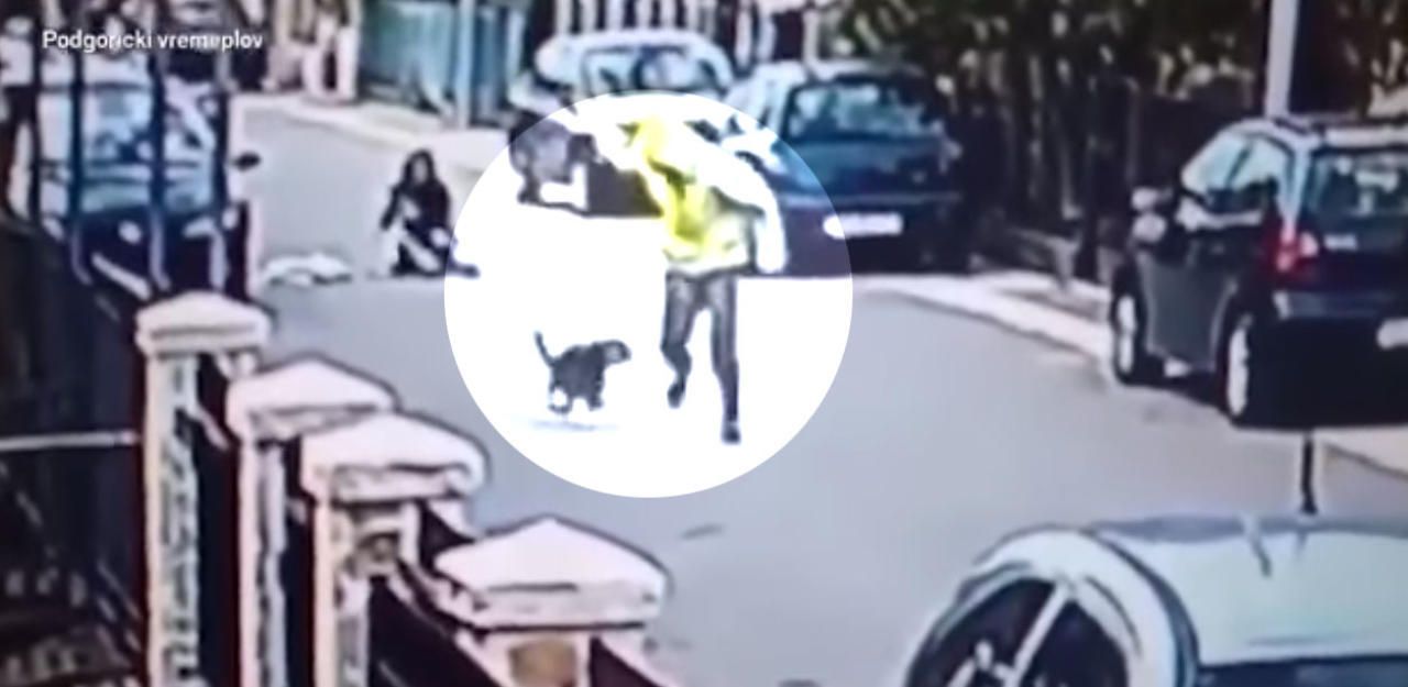 Heute.at - Straßenhund verteidigt Passantin gegen Räuber