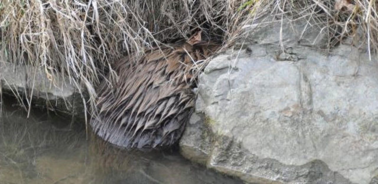 Heute.at - Ups! Biber bleibt zwischen Steinen stecken