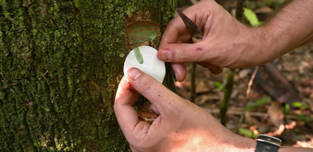 Superplants - die blühende Revolution