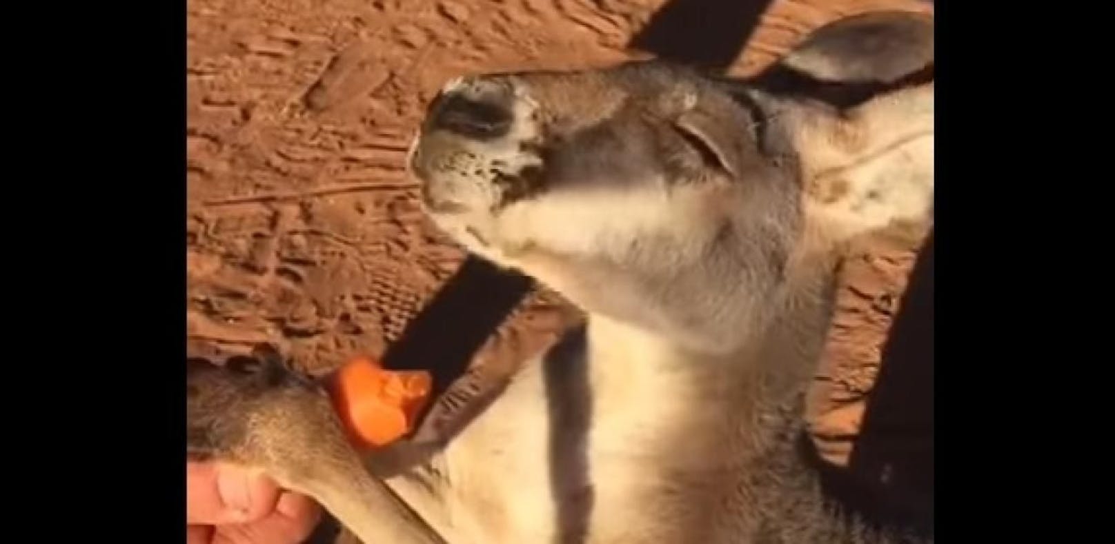 Dieses Känguru liebt Karotten über alles