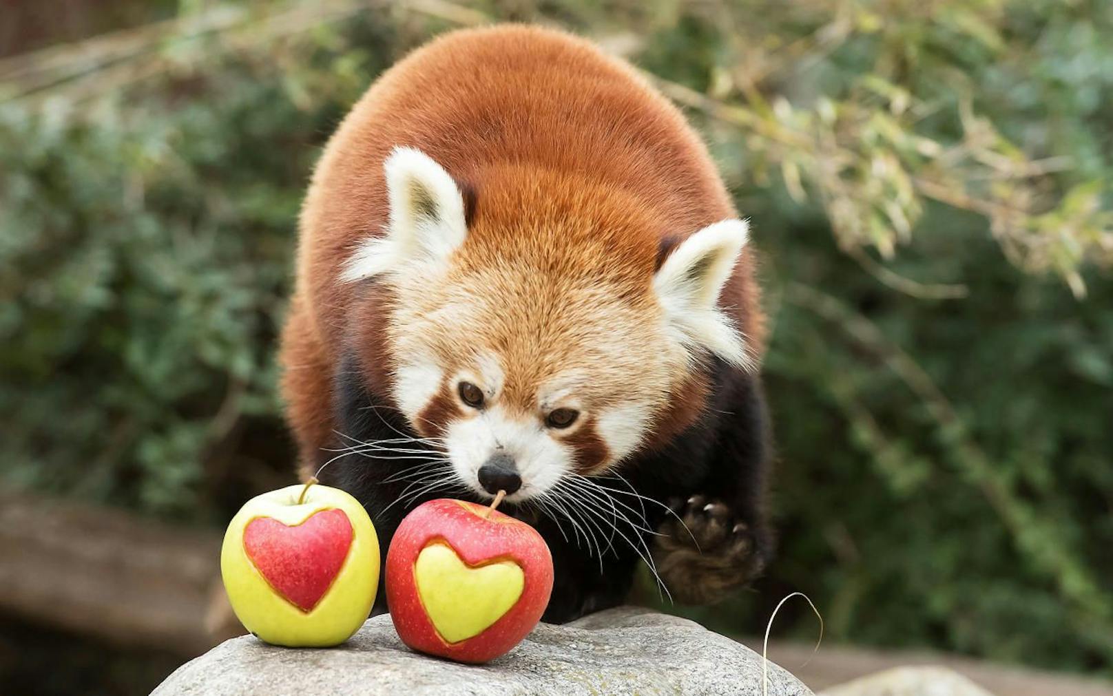 Auch bei den Roten Pandas wird der Valentinstag gefeiert - statt Schoko-Pralinien gibt es hier &quot;herzige&quot; Äpfel. (c) Daniel Zupanc