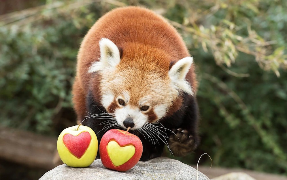 Auch bei den Roten Pandas wird der Valentinstag gefeiert - statt Schoko-Pralinien gibt es hier "herzige" Äpfel. (c) Daniel Zupanc