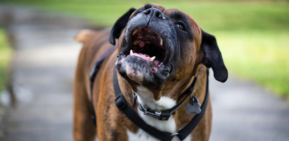 Die Frau wurde von einem Boxer angegriffen