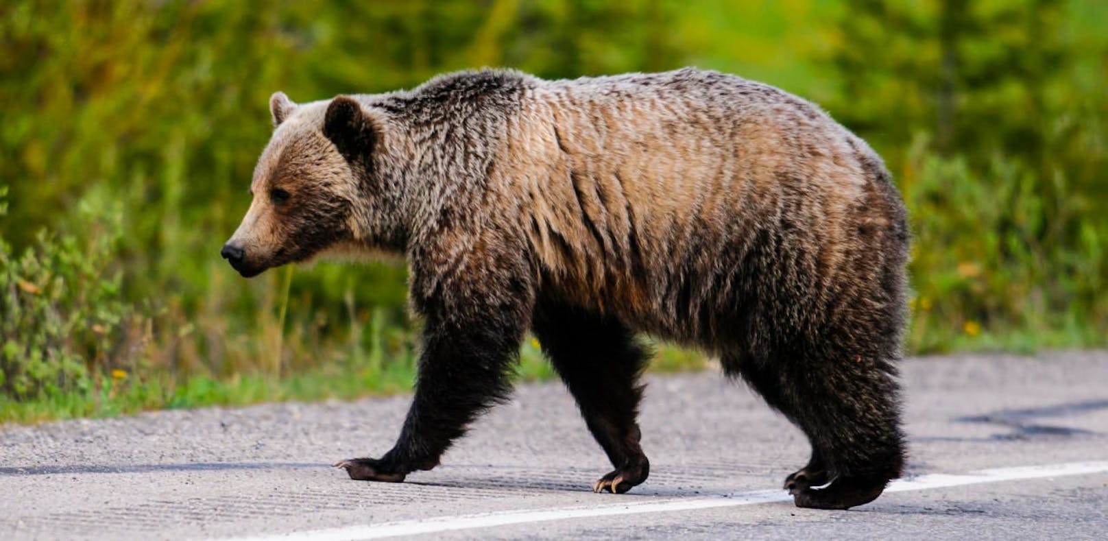 Ein Bär ist im Tiroler Oberland unterwegs