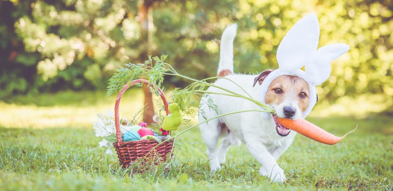 Ostern feiert man heuer mit Haustieren und Mitbewohnern.