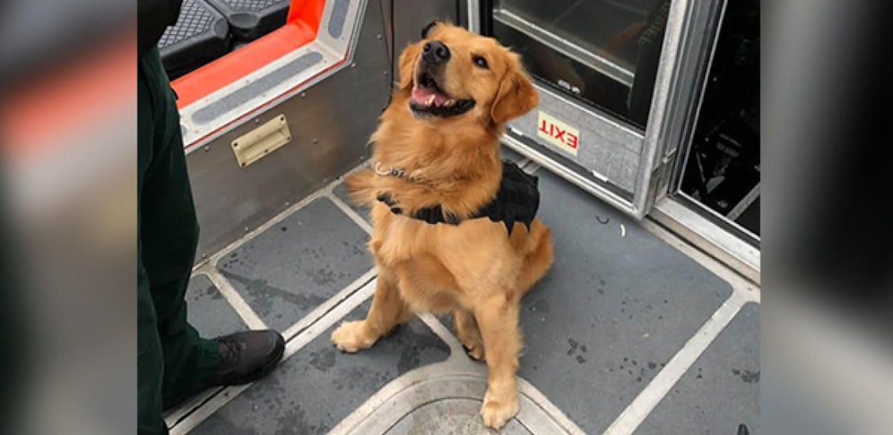 Drogenspürhund Jake