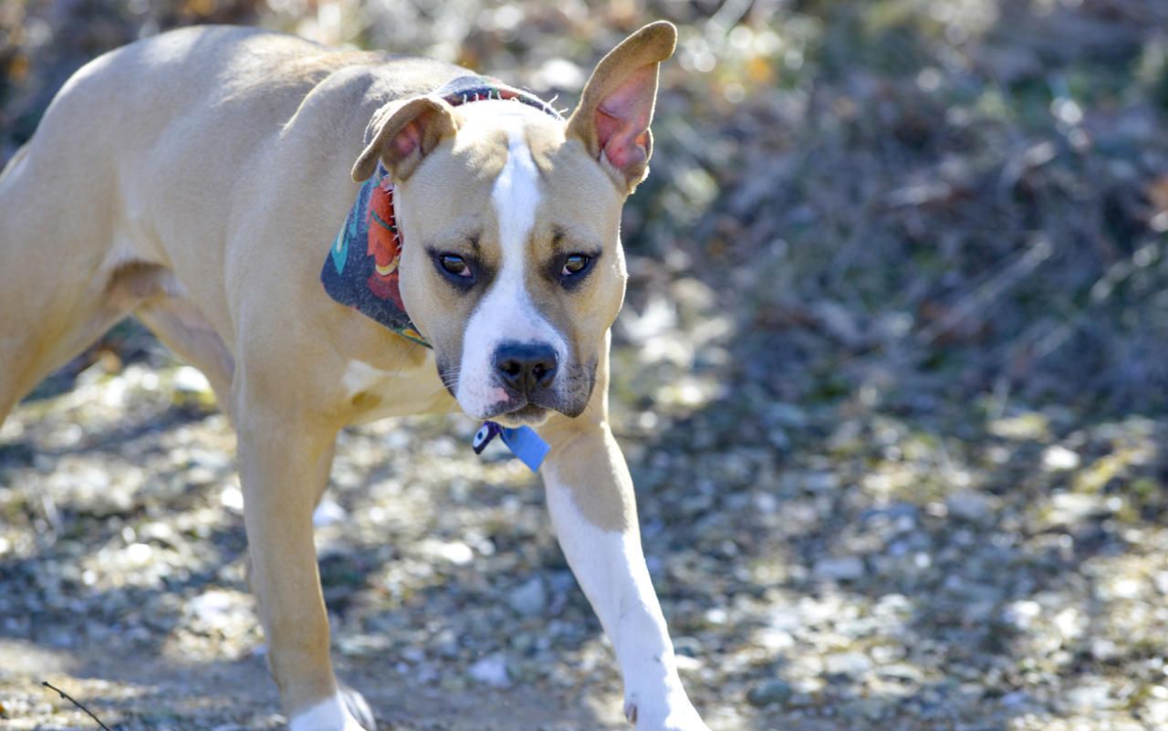 Weil der Hund, es dürfte sich um einen Stafford-Terrier gehandelt haben, nicht angeleint war, kam es zum Streit.