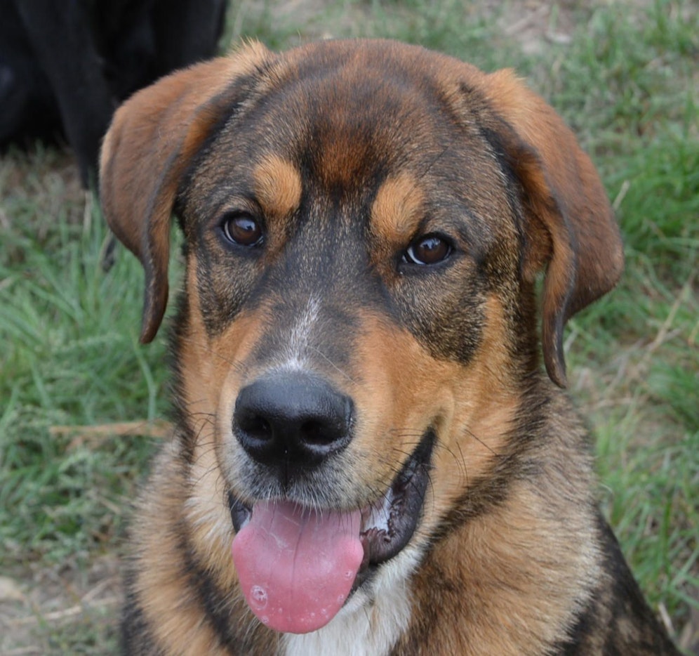 Hubert sucht ein neues Zuhause. 
