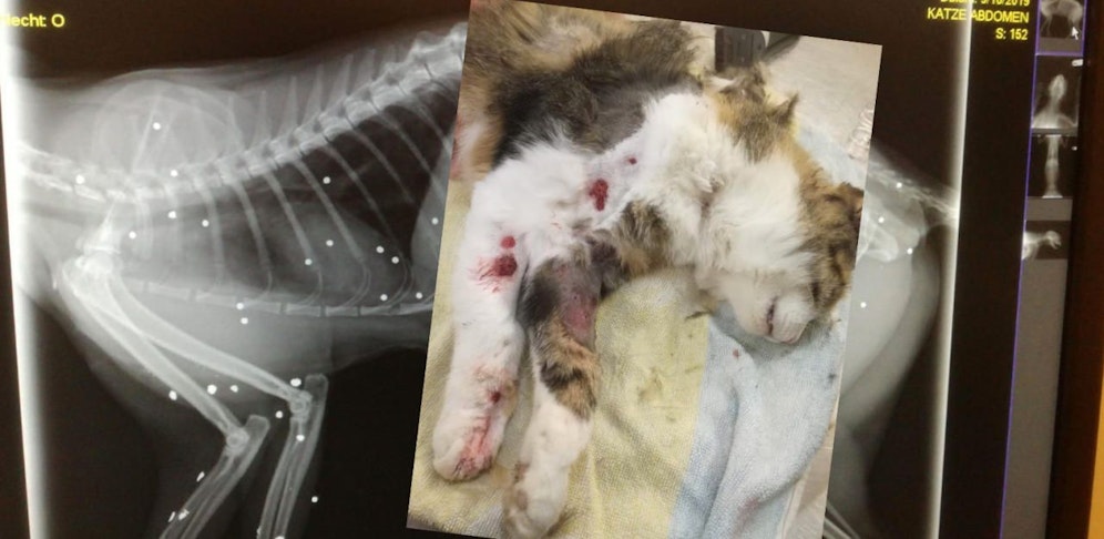 In dem Körper von Katze "Leila" steckten 56 Schrotkukgeln.