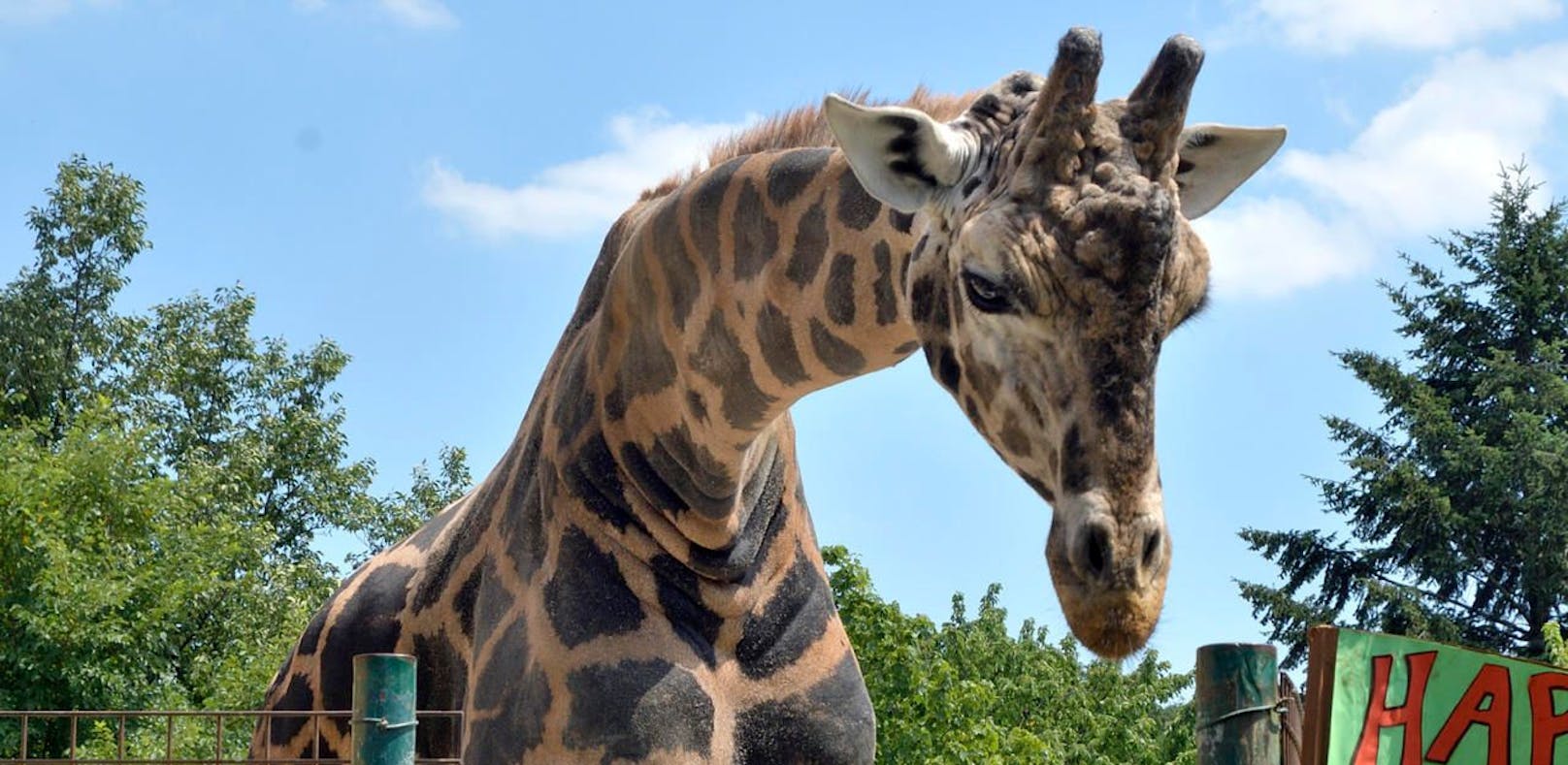 Trauriger Mai: Giraffenbulle "Kimba" verstarb kurz vor seinem 28. Geburtstag im Tiergarten Schönbrunn. ---&gt; <a href="https://www.heute.at/s/tiefe-trauer-in-schoenbrunn-giraffe-kimbar-ist-tot-100142433">ARTIKEL </a><br>
