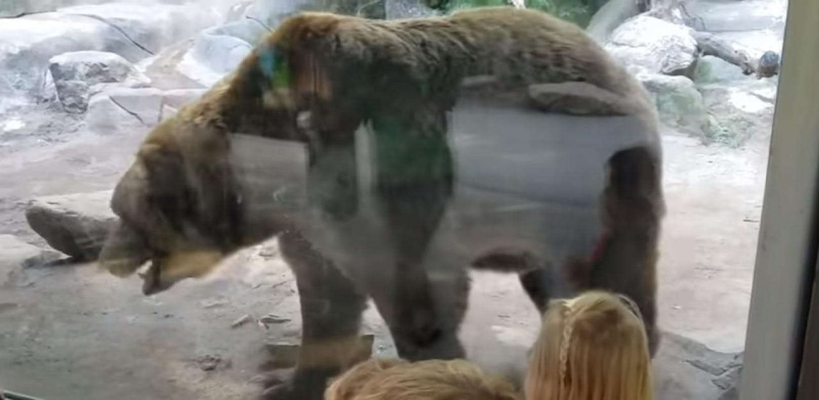 Grizzlybär zeigt Zoo-Besuchern was er denkt