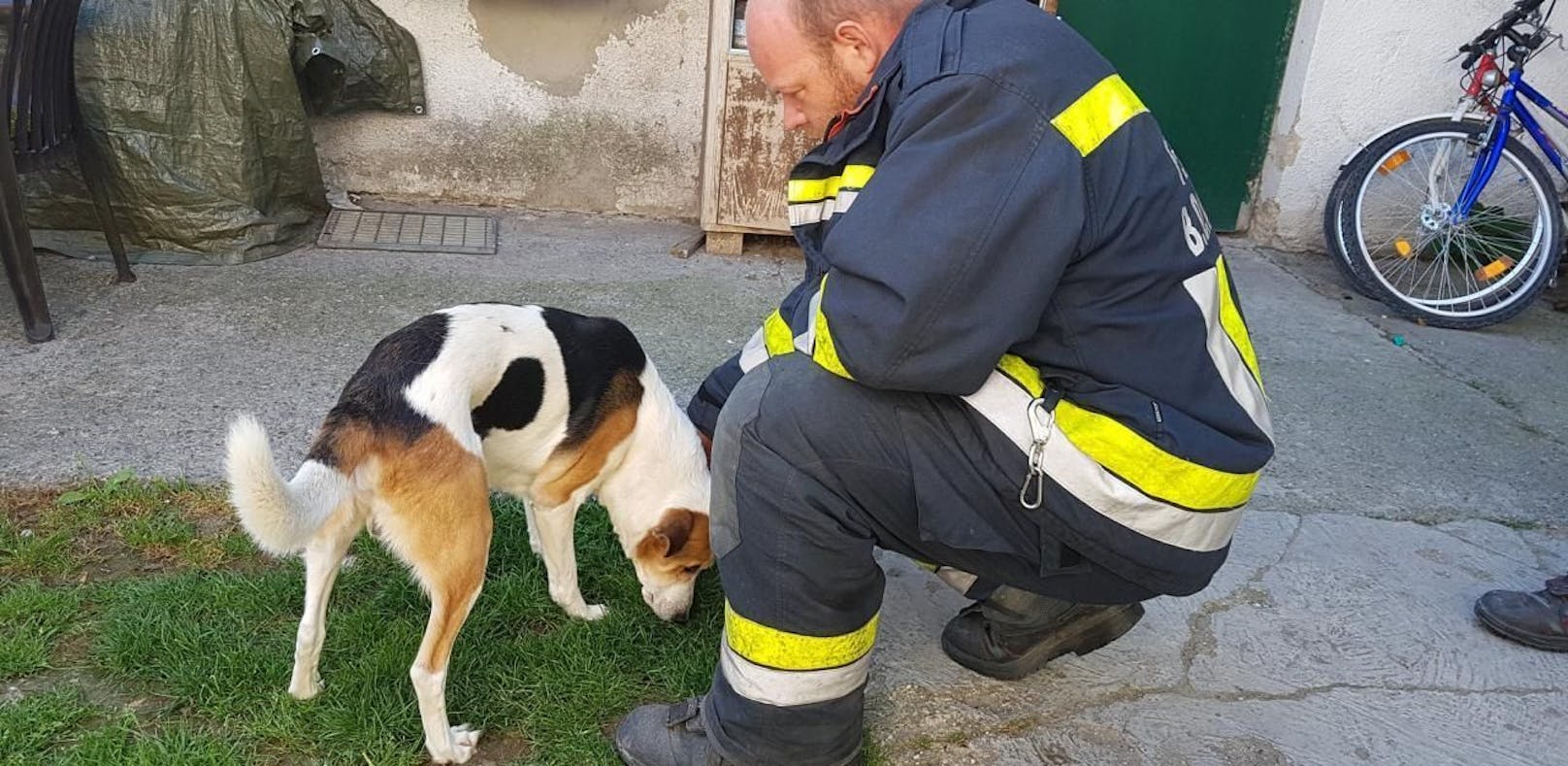 Herrl weg: Hund fünf Tage allein in Wohnung - gerettet
