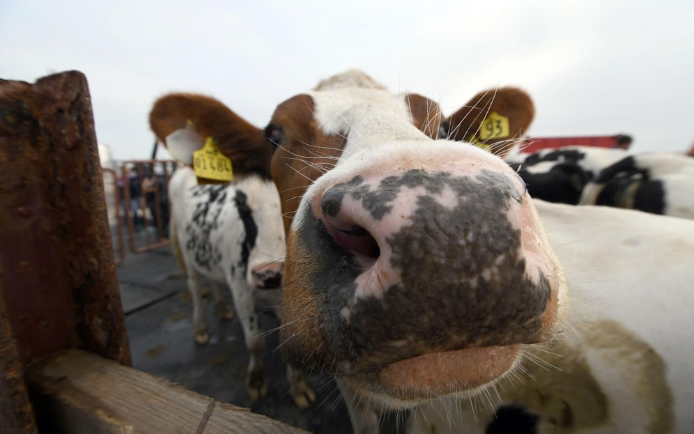 Kühe auf dem Weg in ihr Winterquartier. Archivbild