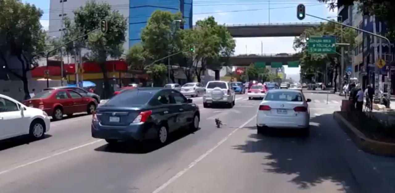 Heute.at - Verfolgungsjagd wie im Actionfilm: Hund büxte aus