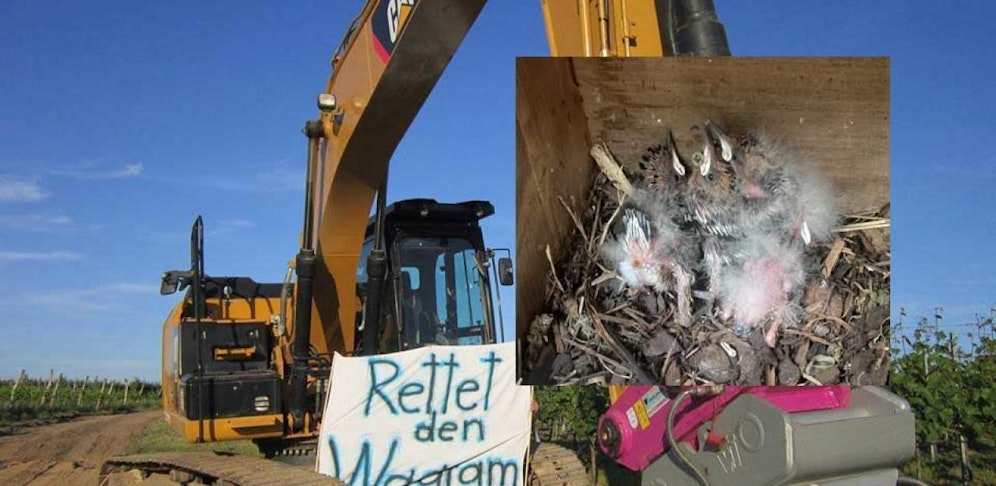 Initiative Rettet den Wagram fordert Stupa-Baustopp: Bagger würden junge Wiedehopfe (kl. Bild) bedrohen.