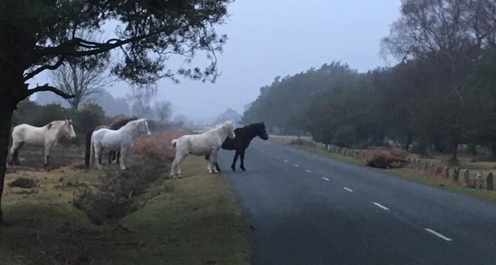 Veterinärmedizinerin Sarah Simmons aus Cadnam machte am Dienstag (9. Jänner 2018) dieses berührende Foto.