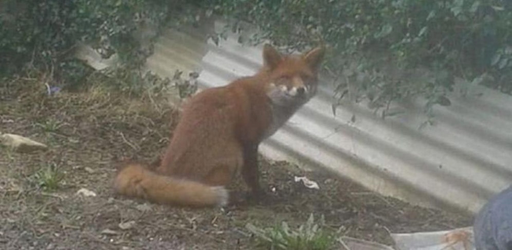Dieser Fuchs soll das Mädchen angegriffen haben. 