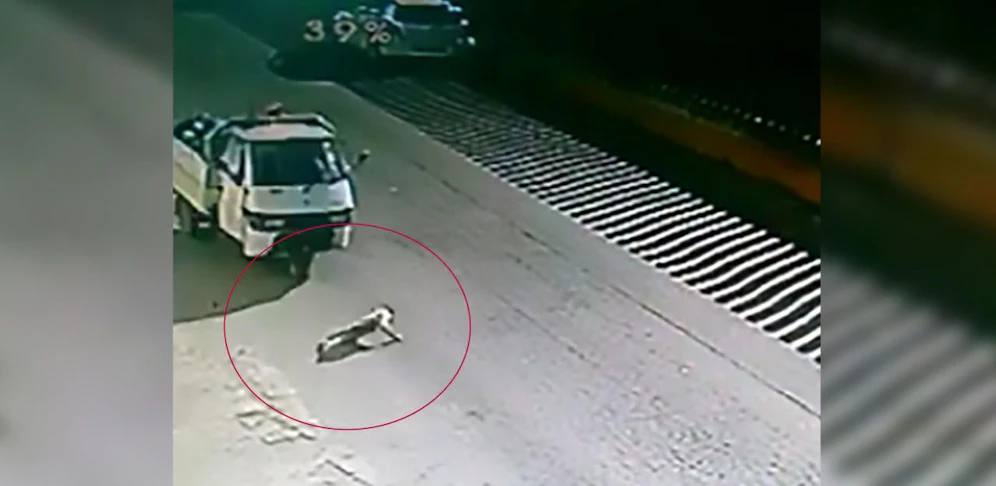 Hund "Spillo" starb, weil Müllmann D.V. ihn brutal überfuhr.