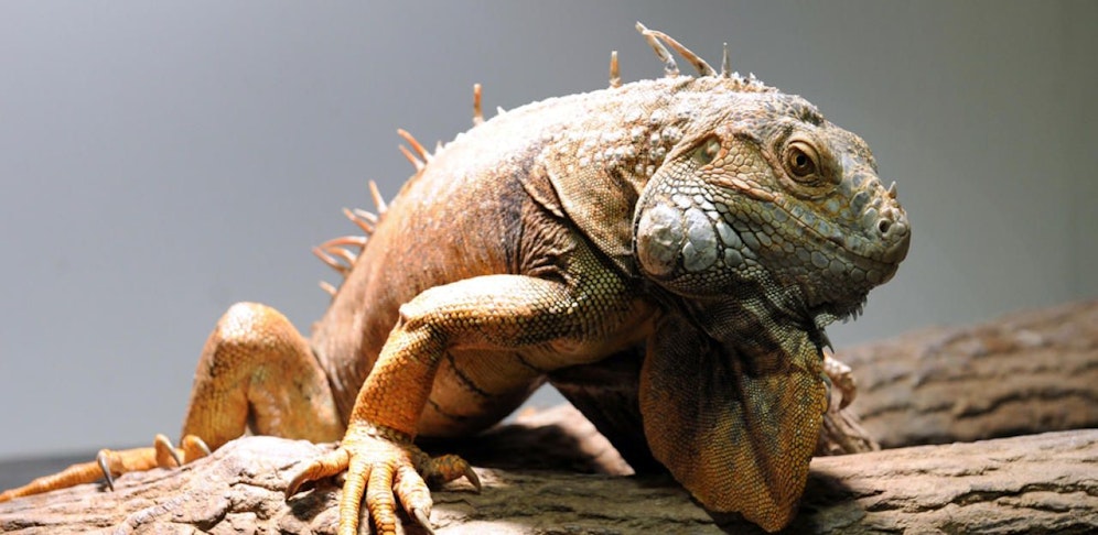 Offenbar sah der Pool Boy diesem Kollegen ziemlich ähnlich...