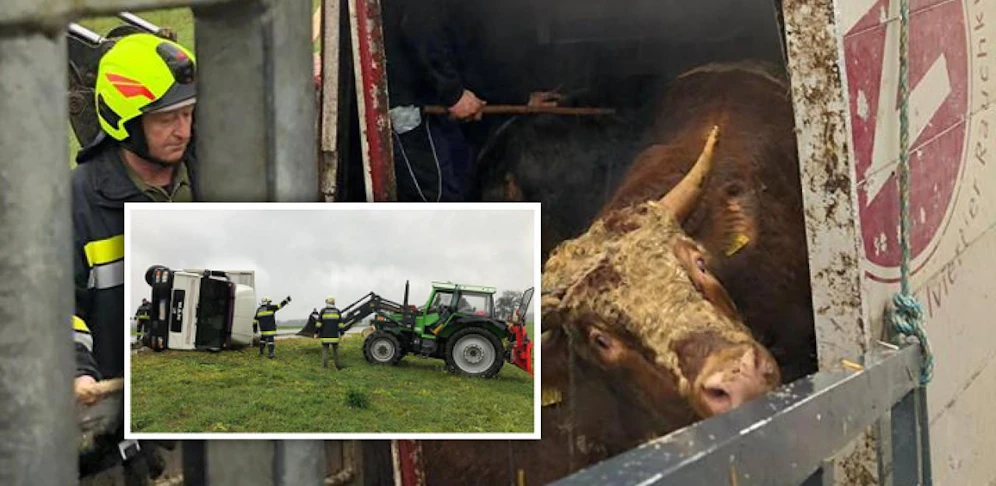 Die Feuerwehr holte die Tiere unbeschadet ins Freie.