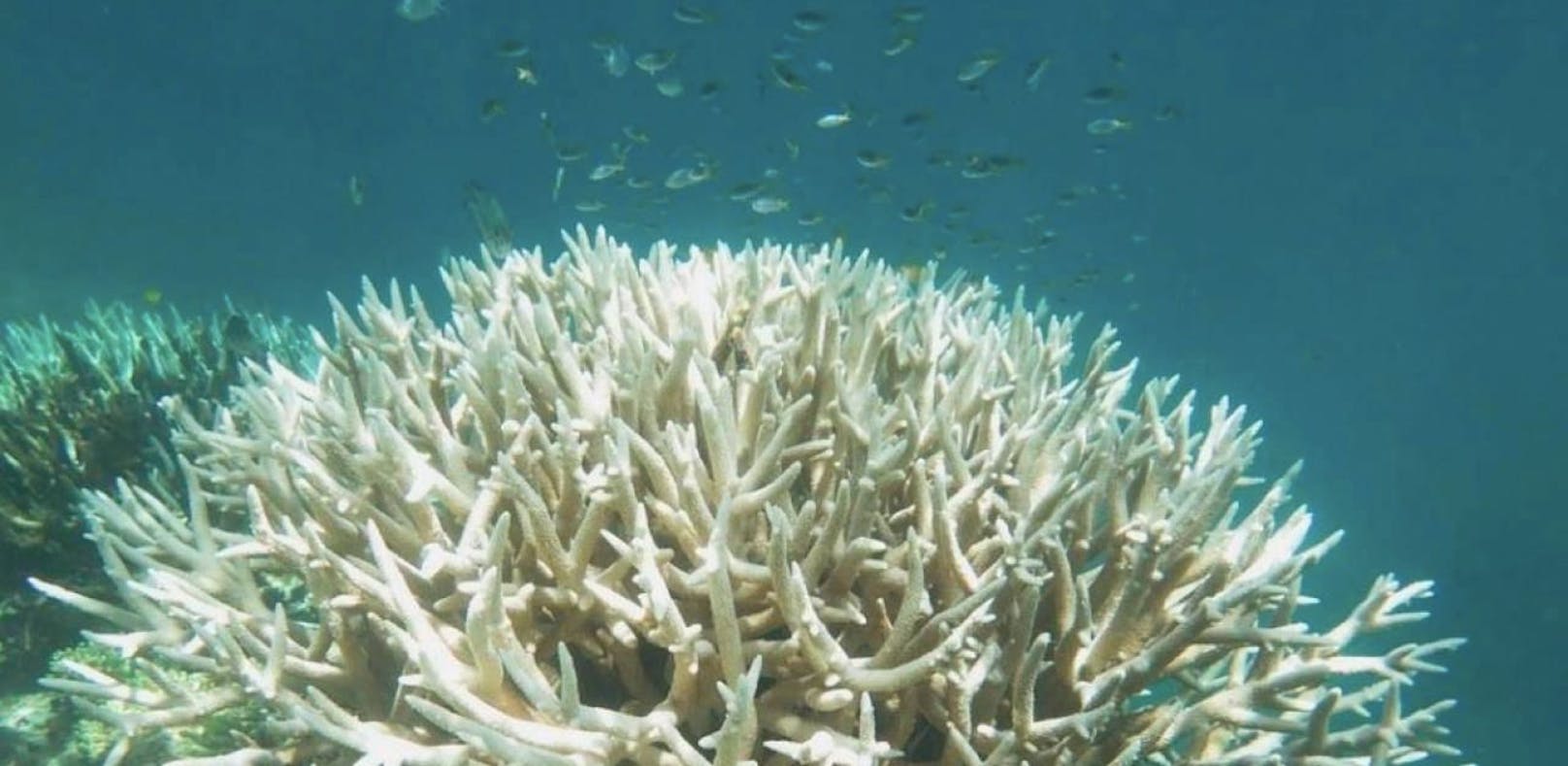 29 Prozent der Korallen sind abgestorben