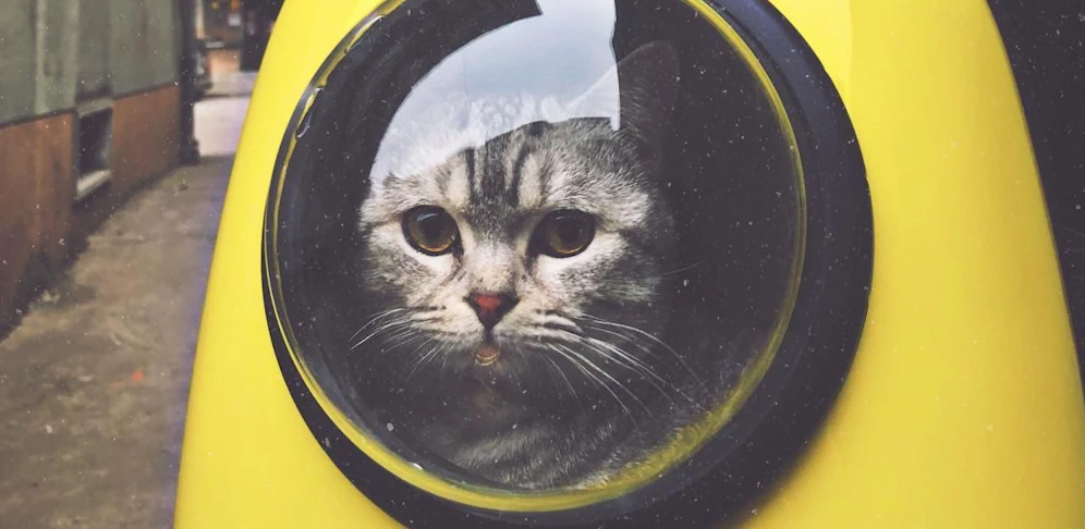 Diese Situationen kennt garantiert jeder Katzenbesitzer!