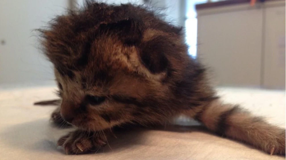Eine Katze überlebte, sie wird nun im Tierheim aufgepäppelt