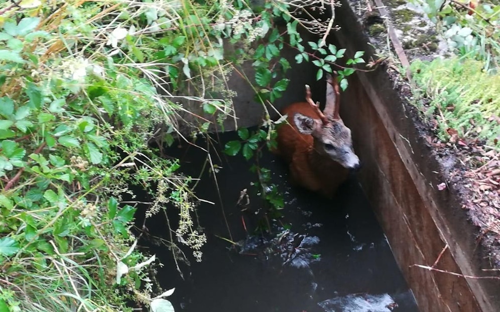 Das Reh wurde von der Feuerwehr gerettet.