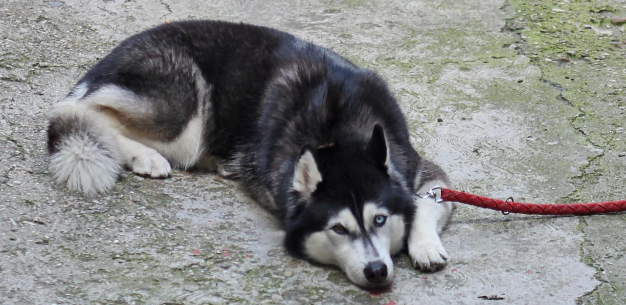 Heute.at - Husky-Mischling beißt Mädchen (8) in den Kopf
