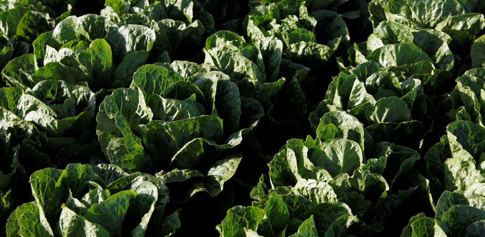 Grün, saftig, tödlich: Verseuchter Salat in den USA.