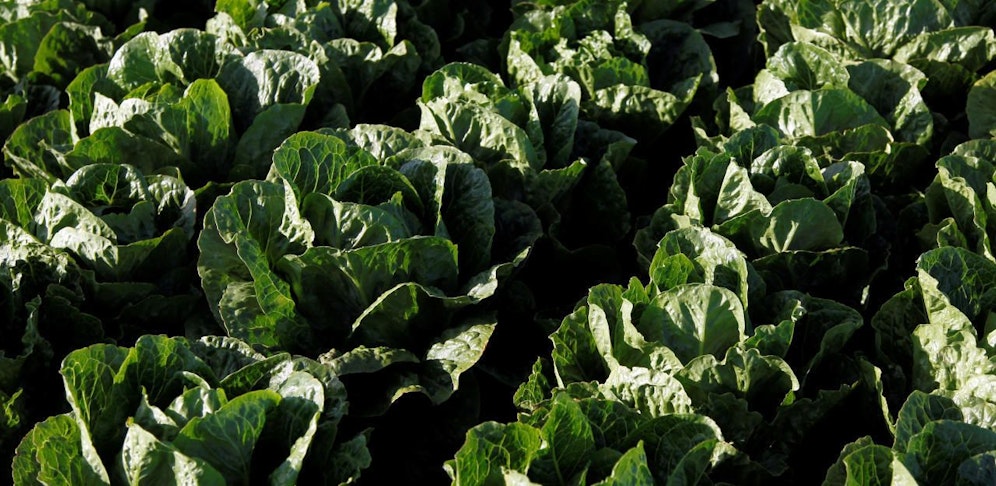 Grün, saftig, tödlich: Verseuchter Salat in den USA.