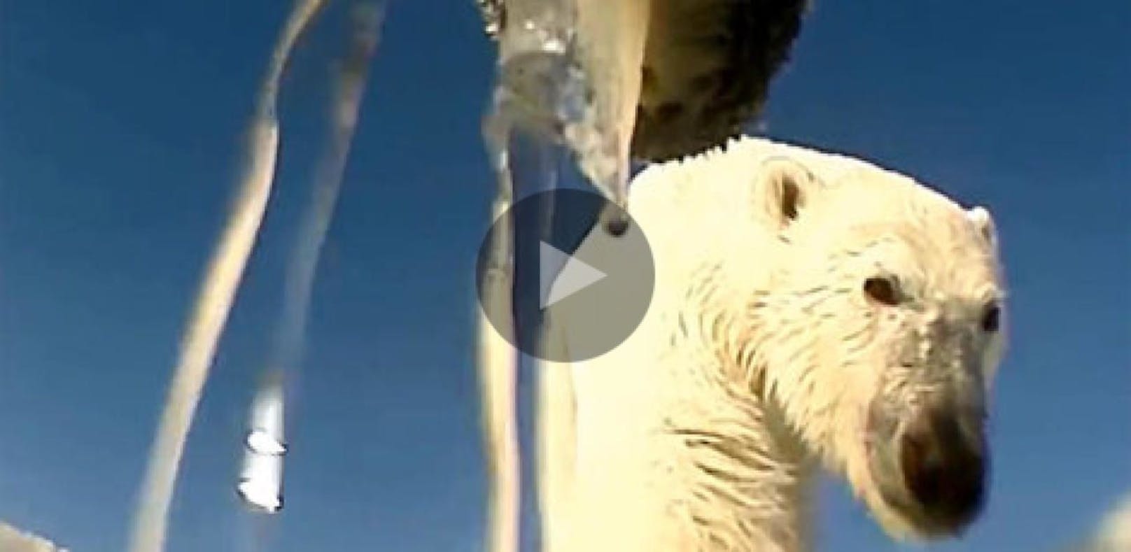 So sieht Verhungern aus Sicht der Eisbären aus