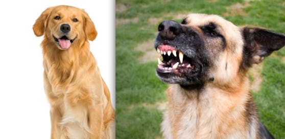 Hundeattacke in Rannersdorf bei Schwechat: 57-Jähriger erstattete Anzeige.