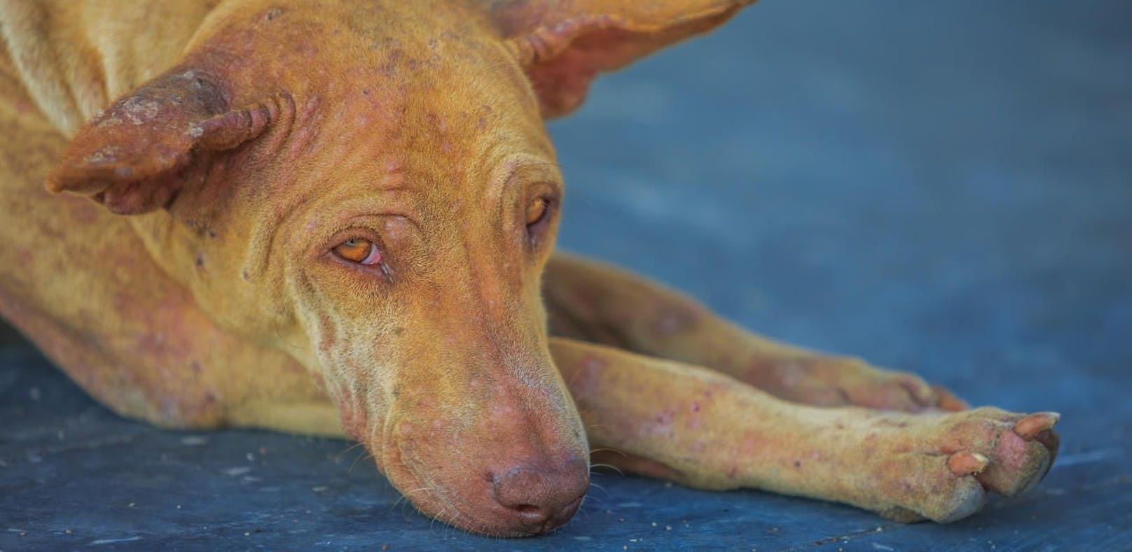 "Zu unfolgsam": Hund mit  Eisenstange verprügelt